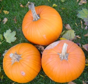 DO decorate with organic pumpkins/Ryn Gargulinski